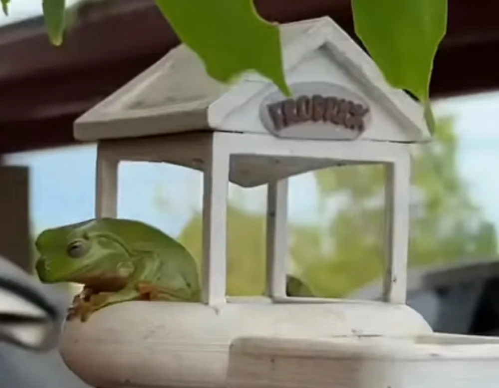 Udholdenhed høj Hotel 3D Printed Frog House goes Viral ⋆ stlDenise3D